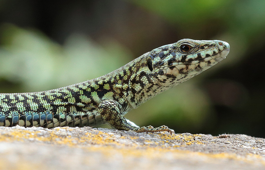 Podarcis muralis